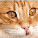 complexcat