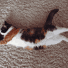 爱狗却养猫