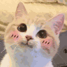 我们一起学猫叫