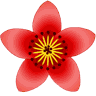 bombax_ceiba