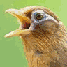 畫眉鳥