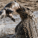 falsehippo